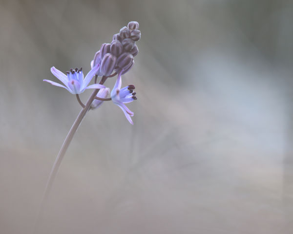 Sándorfalvánál már virágzik az őszi csillagvirág