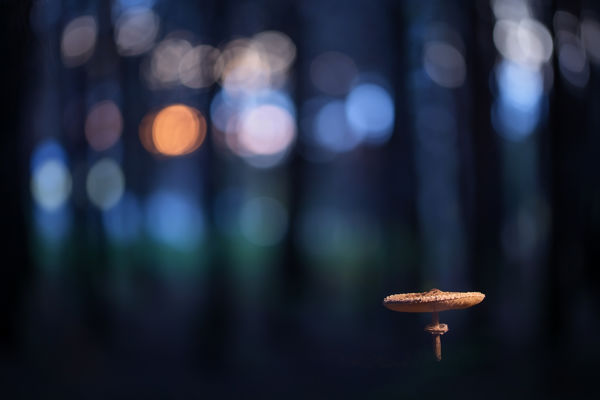 Különleges gombák bújtak elő a marosi erdőkben