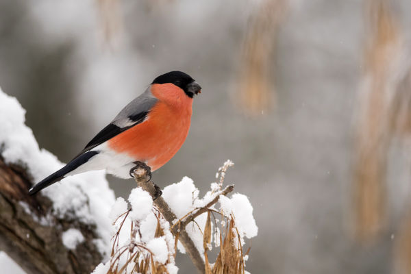 Téli madárvendégekben gyönyörködhetünk a dél-alföldi tájakon