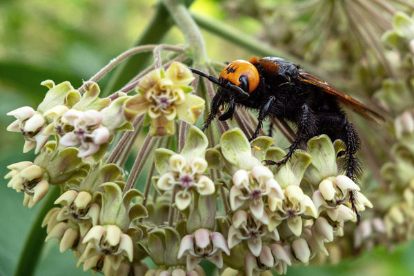 Videó a bogárlárvák után kutató nőstény óriás tőrösdarázsról