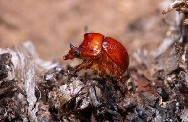 Bizonyos események ismétlődnek!