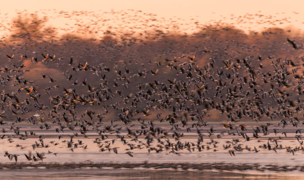 Érkeznek a vadludak a Körös-Maros Nemzeti Park tájaira