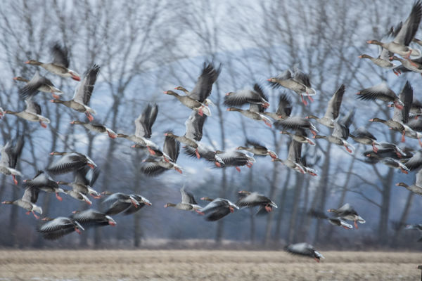 Tavaszt idéző madártömegek a Nagy-Zsombékon