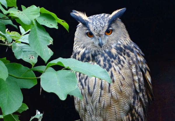 Ismét felbukkant egy uhu Dévaványán