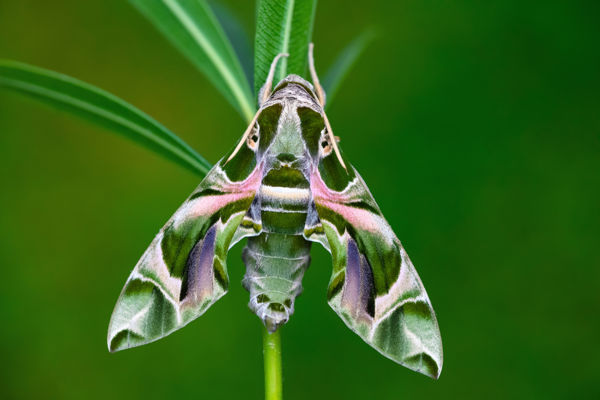 Vajon mi ez? – Oleanderszender bújt elő Dévaványán