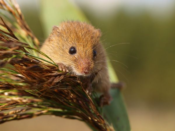 Az egyik legapróbb hazai rágcsáló az Év Emlőse