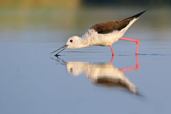 Megérkeztek az első gólyatöcsök a kardoskúti Fehér-tóhoz