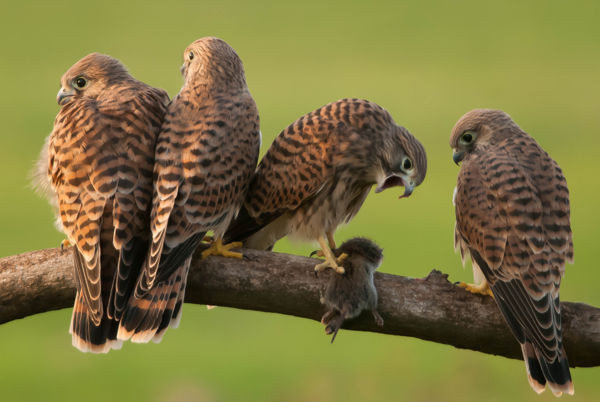 Vércsék, egerészölyvek, barna rétihéják köröznek a nyári puszták felett