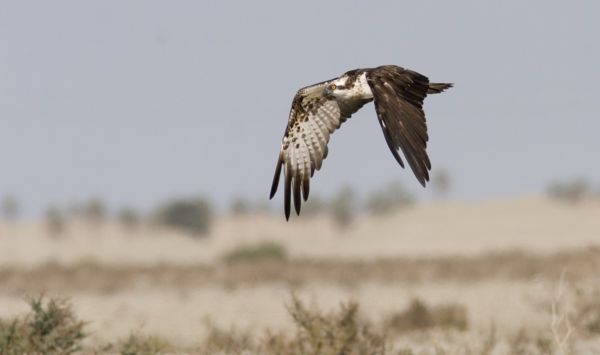 Lettországban gyűrűzött halászsast figyeltek meg a Kis-Balatonon