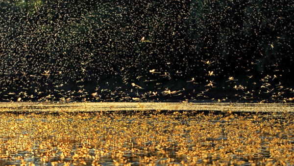 Kérészek százezrei rajzottak a Tisza szentesi szakaszán
