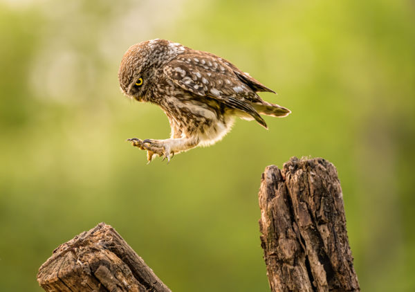 Birds of Magical Hungary