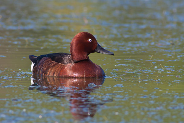 Cigányréce-fészkelés a Bükkalján