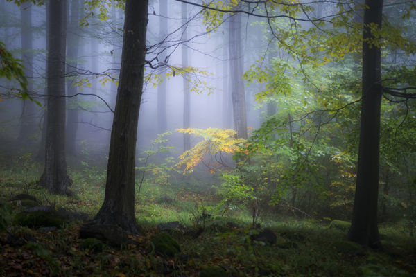 Kalandozások nemzeti parkjainkban – Őrségi Nemzeti Park II.