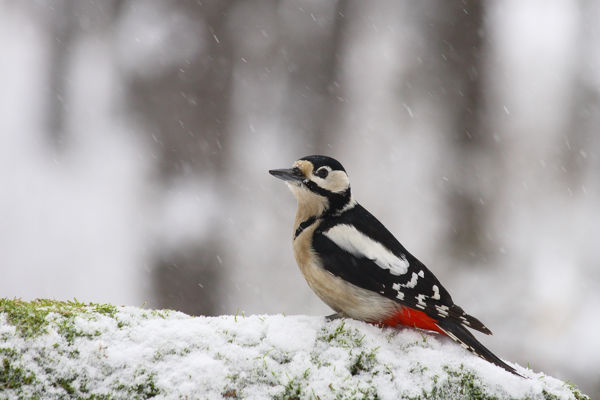Titkok nyomában: téli erdőbejárások Vátyon-pusztán