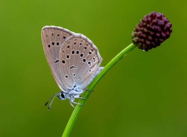 A vérfű-hangyaboglárka (Maculinea teleius) védelme a Mátrai Tájegységben