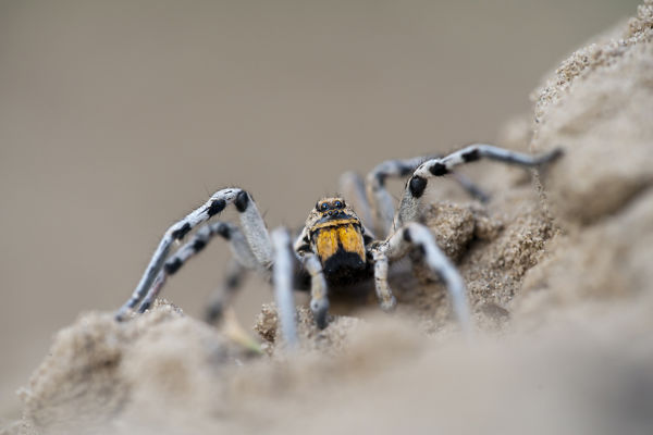 Ősz elején a párjukat keresik a szongáriai cselőpókok