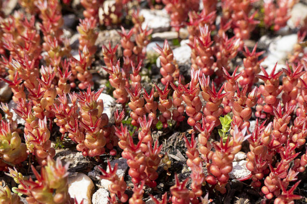 Cserebökényben virágzásba kezdett a sziki varjúháj