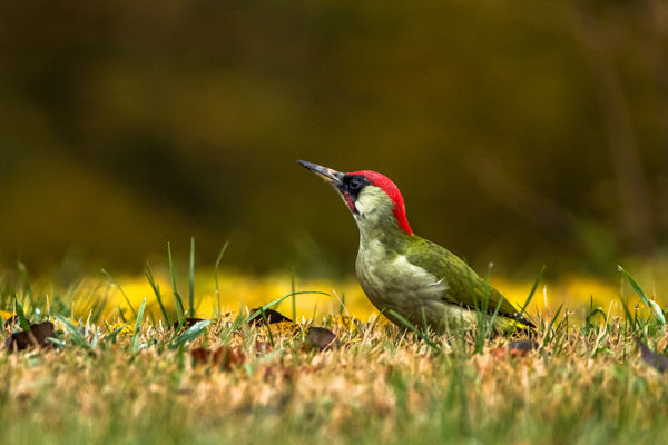 A más fajoknak is odút biztosító zöld küllő lett az Év Madara