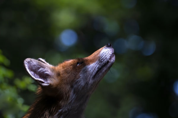 Other animals of Magical Hungary