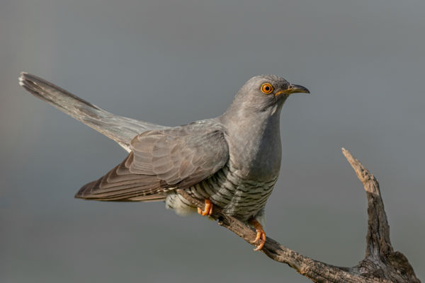 Madarak jönnek, madarak mennek – végéhez közeledik a tavaszi vonulás