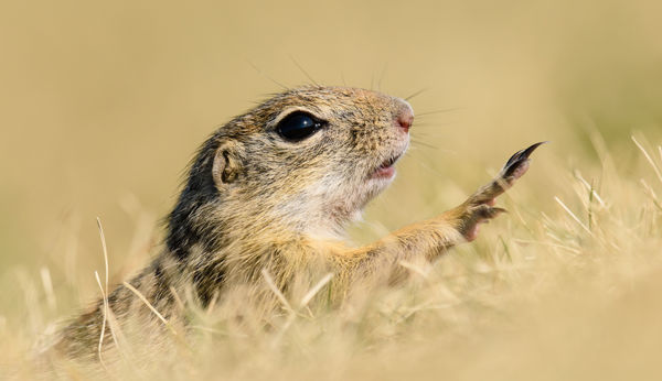 Kalandozások nemzeti parkjainkban – Balaton-felvidéki Nemzeti Park II.