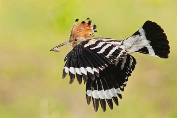 Megérkeztek a búbosbankák, kezdődik a násztánc