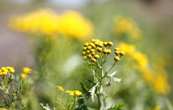Újra virágba borult a Csorvási-löszgyep
