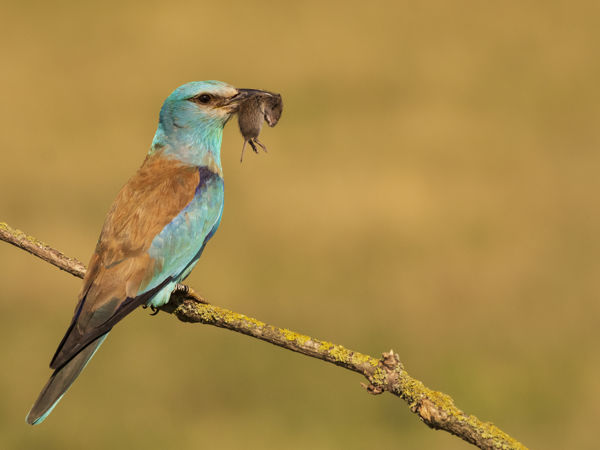 Újra költ a szalakóta a Dél-Mezőföldön