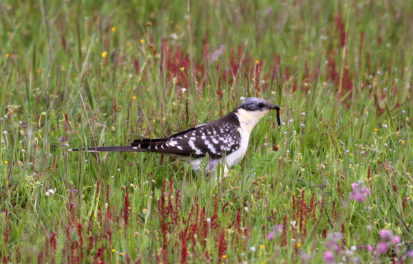 Madárritkaság a Balaton-felvidéki Nemzeti Parkban