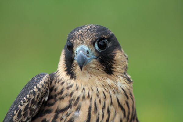 Nem mindennapi jelenség a Tarna-vidéken