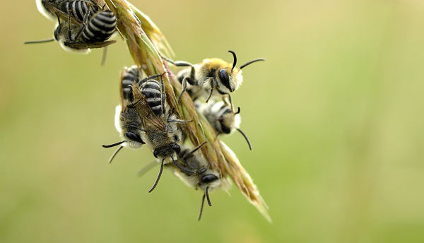 Vadméhek: az ismeretlen méhek