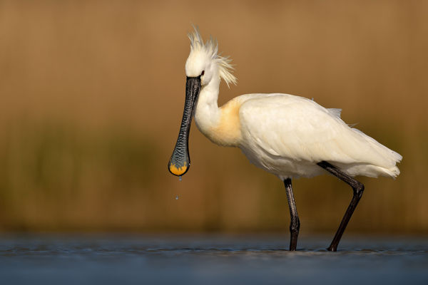 Már 14 kanalasgém kapott GPS-nyomkövetőt a Kiskunságban