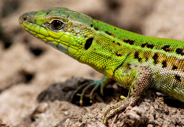 A homoki gyík lett az Év Hüllője 2022-ben