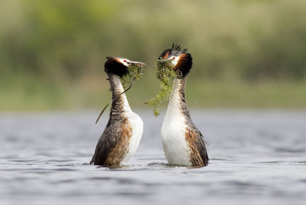 A Maros-ártérben látványos násztáncot járnak a búbos vöcskök