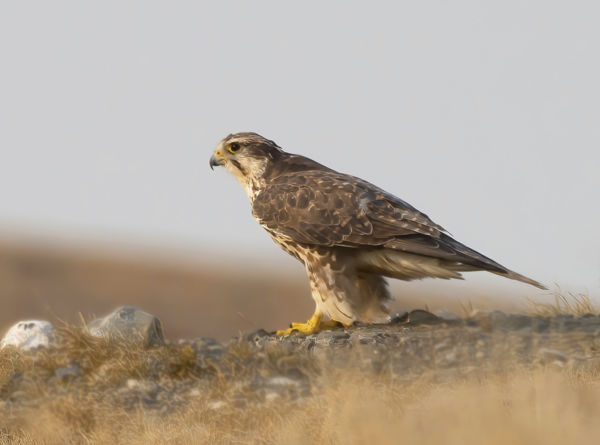 A Dél-Alföldön már szárnyra keltek a fiatal kerecsensólymok