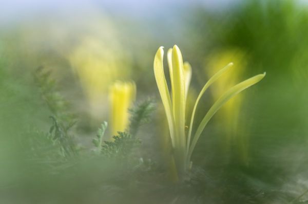 Nyolcezer vetővirág díszíti a kardoskúti Fehér-tó melletti löszfoltot