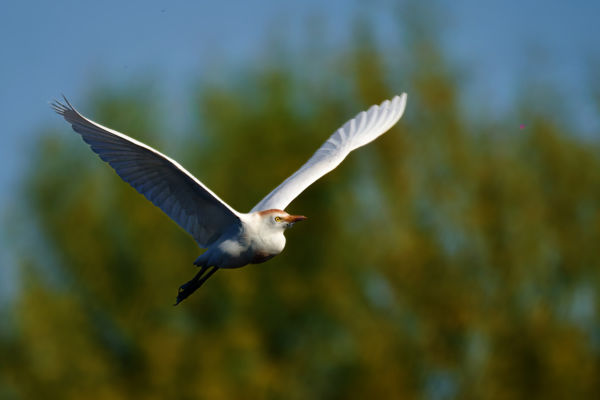 Ismét költöttek pásztorgémek a Kenderesszigeti-halastavakon