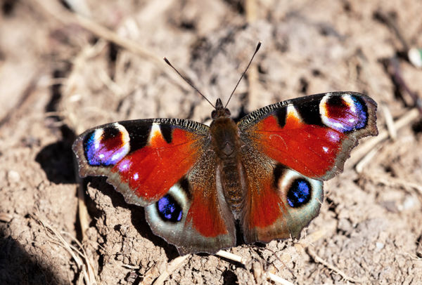 A tavaszi erdő ébredező lepkevilága