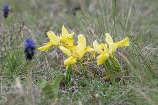 Homoki nőszirmot telepítettek a rákosi vipera regenerálódó élőhelyeire