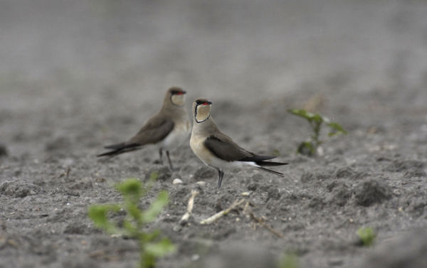 Feketeszárnyú székicsér bukkant fel a kardoskúti Fehér-tónál