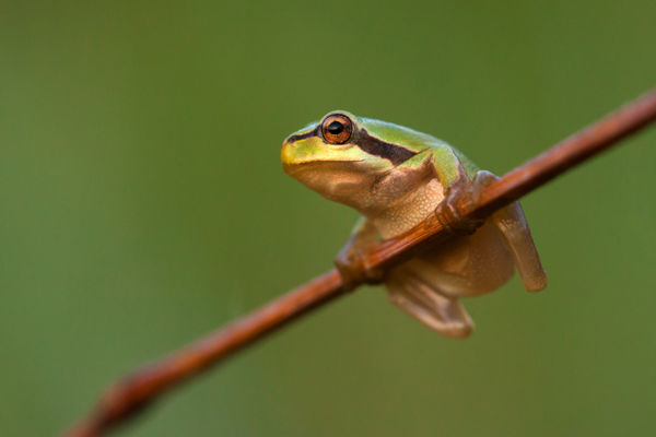 Fiatal levelibékák népesítették be a Kis-Sárrét rétjeit