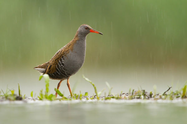Áttelelő guvatok rejtőzködnek a sárréti berekben