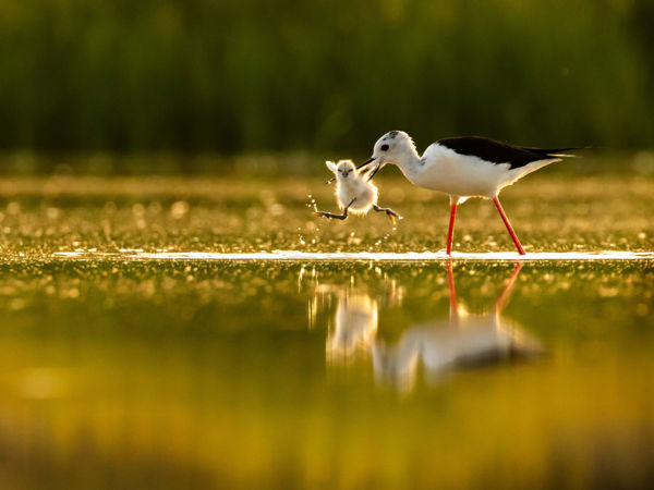 Szép magyar eredmények a WildArt Photographer of the Year fotópályázaton