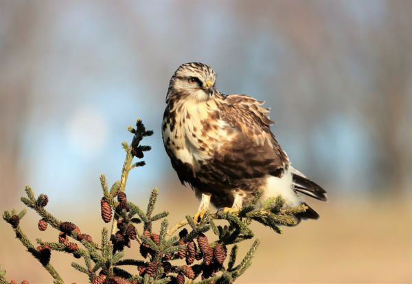 Téli vendégek a tundráról – megérkeztek az első gatyás ölyvek