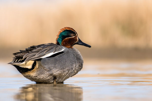 Sokszínű récepaletta a Montág-pusztán