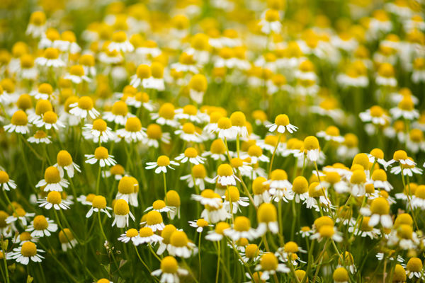 Kamillatenger – Virágba borultak a dél-alföldi szikes puszták