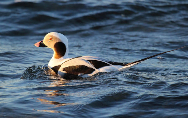 Északi vendég: jegesréce bukkant fel a Begécsi-halastavakon