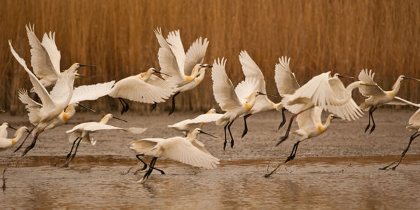 Sikeresen költöttek a kanalasgémek a Kis-Sárréten