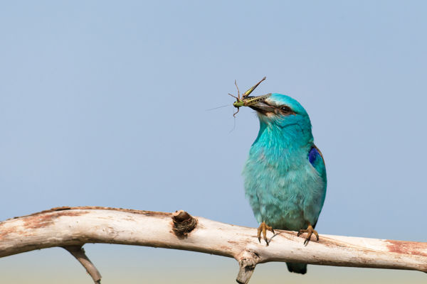 Cserebökényben két odúban is kilenc fiókát nevelnek a szalakóták