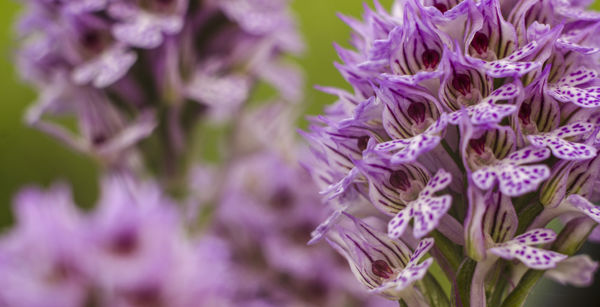 Kicsi parányok vagy épp nyúlánk óriások – orchideavirágzás